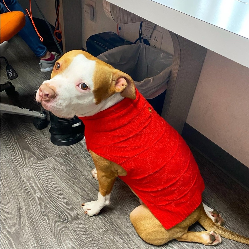 Red Dog Sweater